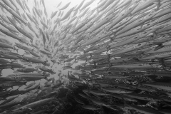 Unterwasser4