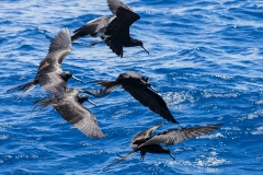 Fregattvögel