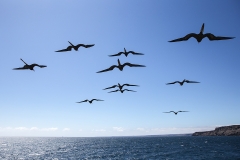 Fregattvögel_09
