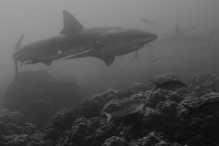 Unterwasser8