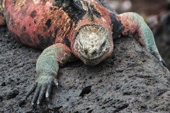 Iguana91