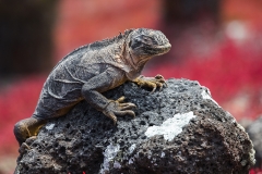 Iguana1