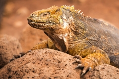 Iguana4