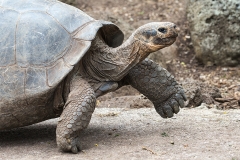 Landschildkroete4