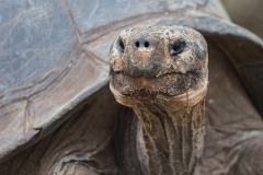Landschildkroete6