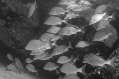Unterwasser5