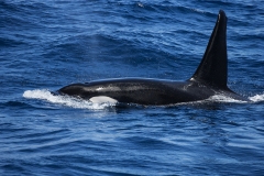 Fregattvögel_10 Orca