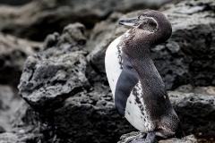 Pinguine1