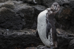 Pinguine4