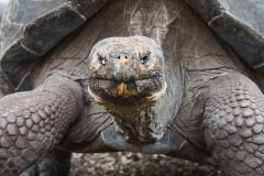 Landschildkroete3