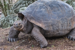 Landschildkroete2