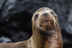 sea lions4