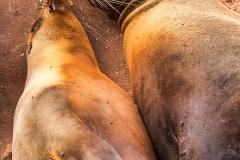 sea lions5