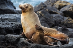 sea lions1