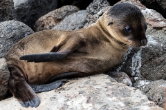 sea lions2