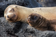 sea lions3