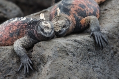 iguana5