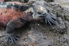 iguana7