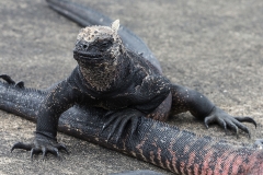 iguana6