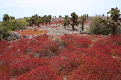 landscape_21