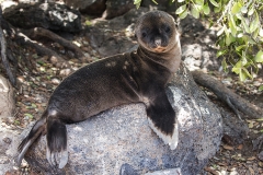 sea lion 4