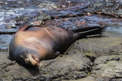 sea lion 1