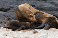 sea lion 3