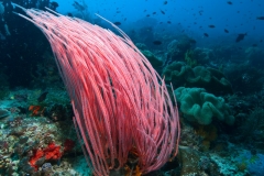 bandak