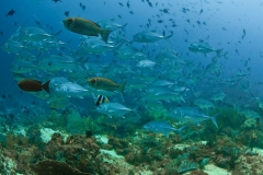 FischeWB
