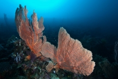 Gorgoniena
