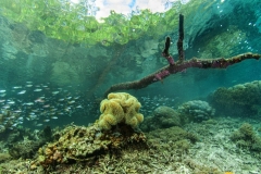 Mangrove33