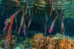 Mangrove34