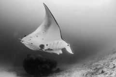 Manta3sw