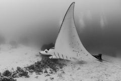Manta4