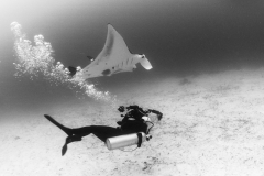 Manta5