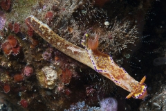 Nacktschnecke