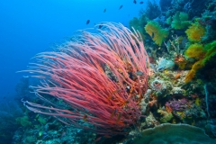 Peitschenkoralle