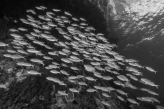 Rdja02.01.15msw