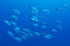 Scharzweiss-Schnapper