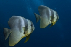 coralsb