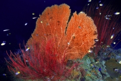 coralgarden