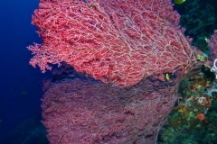 corals