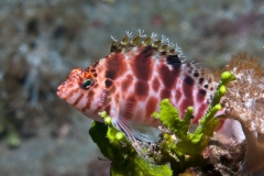 fish_1