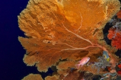 gorgonia
