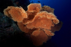 gorgonia1