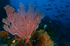 reefscene12