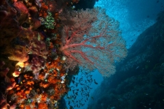 reefscene13