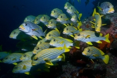 sweetlips