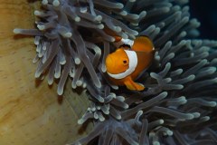 clown-anemonenfisch