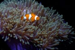 clownanemonenfisch